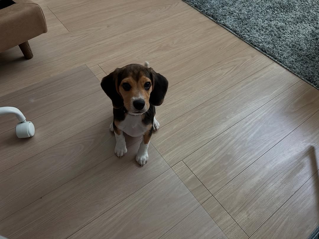 @beagle 33.mog r⤓download 2