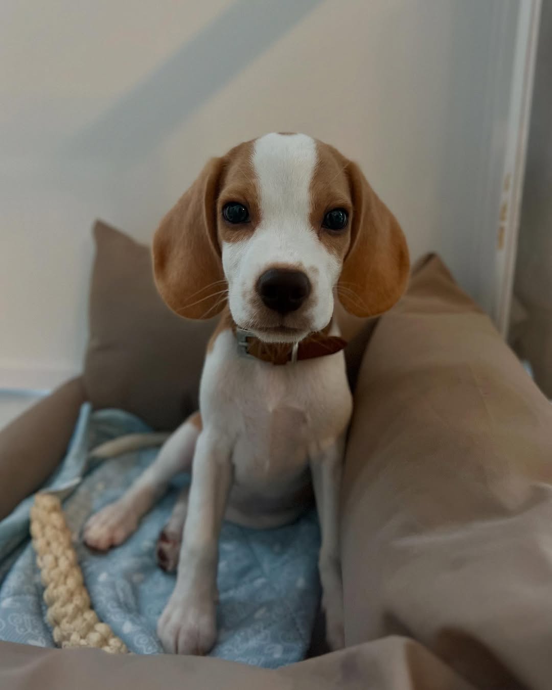 @luna chihuabe r⤓download 2