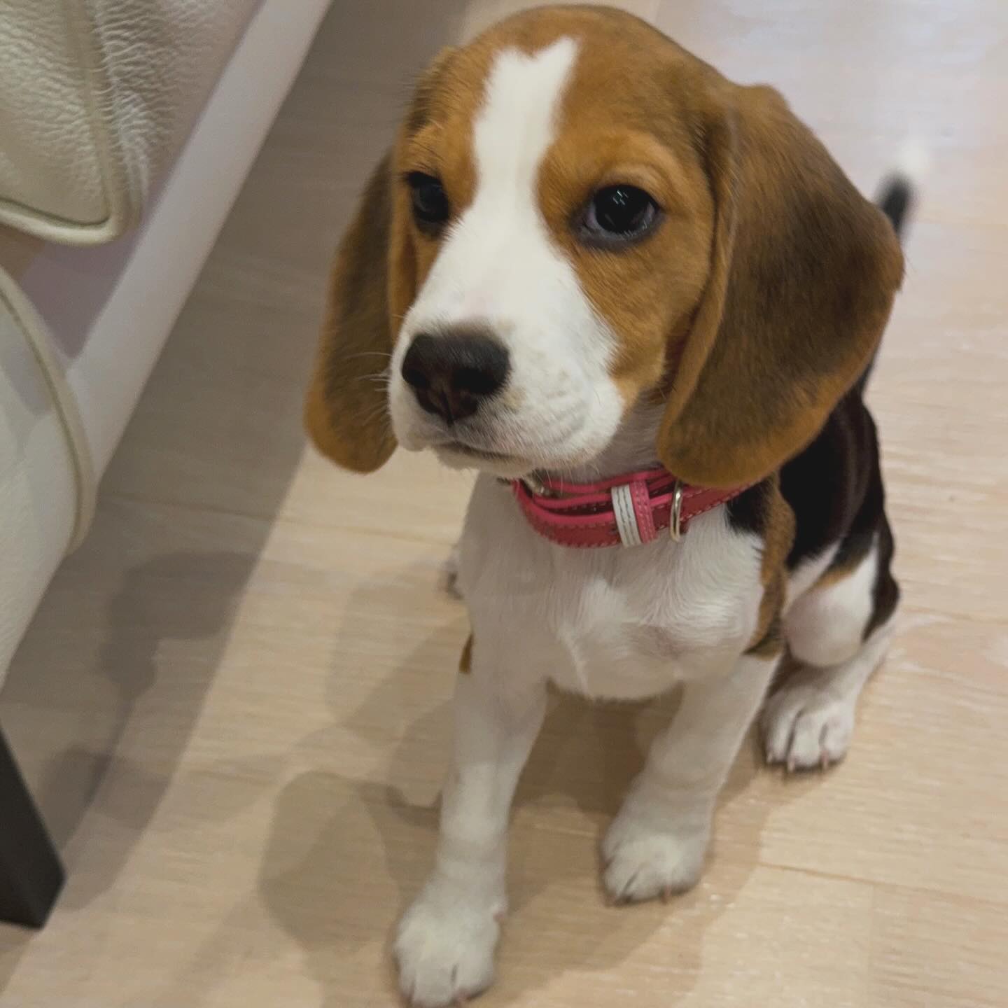 @may ai beagle r⤓download 9