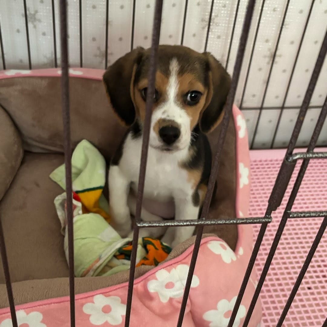 @umeko20241120 r⤓download