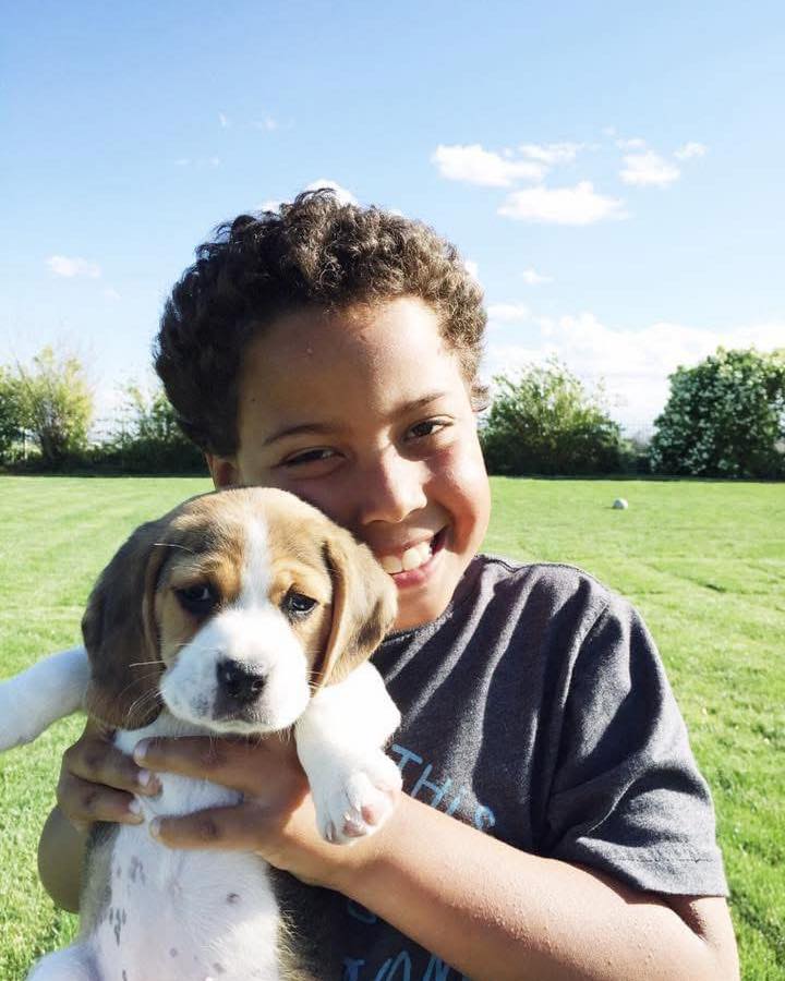 beagle puppies for doption 1762190681 3757850255824915404 65538164859