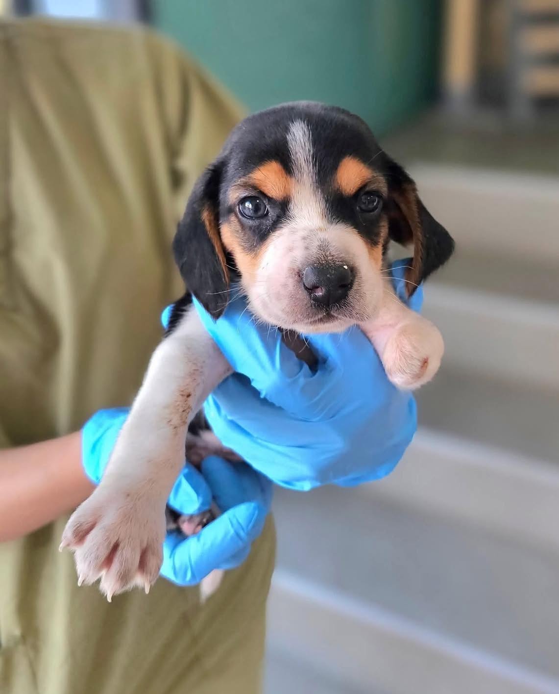 beagle puppies for doption 1764518172 3777374665514551559 65538164859