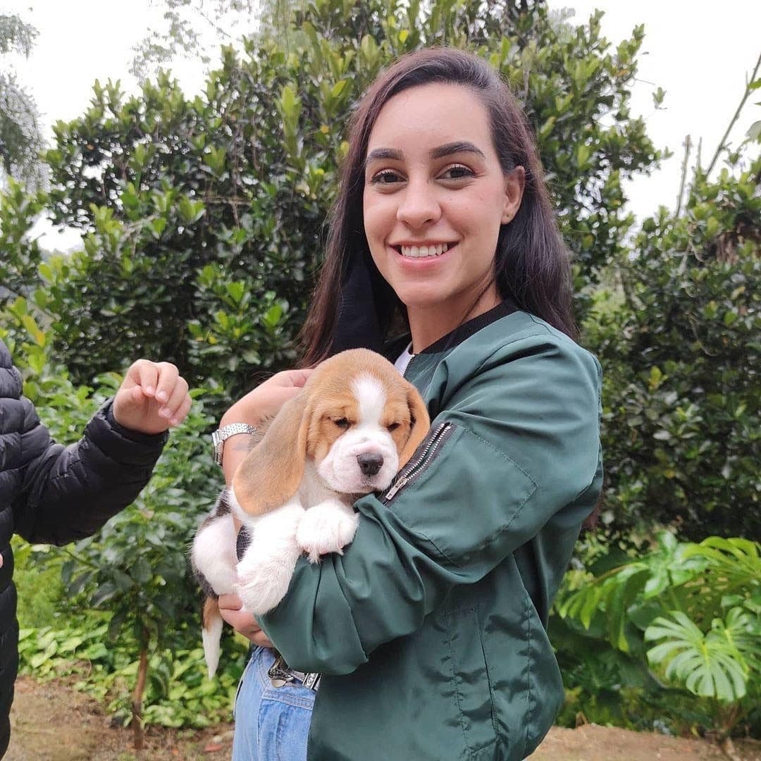 beagles puppies australia 1638980651 2724289620239074001 49290473761